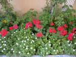 شمعدانی عطری